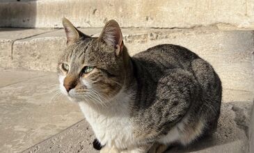 İstanbul Old City Tour