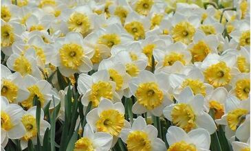 Karaburun Nergis Festivali Turu