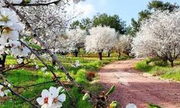 GÜNÜBİRLİK DATÇA BADEM ÇİÇEĞİ FESTİVALİ 