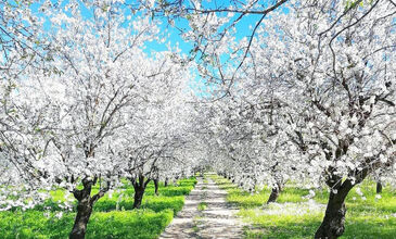 GÜNÜBİRLİK DATÇA BADEM ÇİÇEĞİ FESTİVALİ 